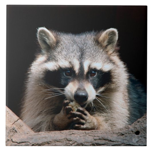 Raccoon 004 tegeltje (Voorkant)