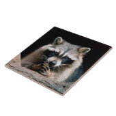 Raccoon 004 tegeltje (Zijkant)