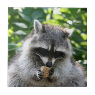 Raccoon 004 tegeltje