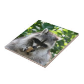 Raccoon 004 tegeltje (Zijkant)