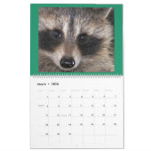 Raccoon 2020 van Wild Blue Yonder. Kalender (Mar 2026)