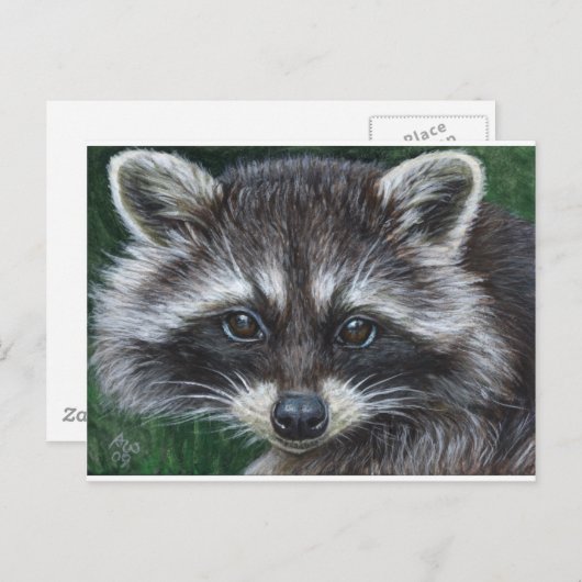 Raccoon 3 briefkaart (Voorkant / Achterkant)