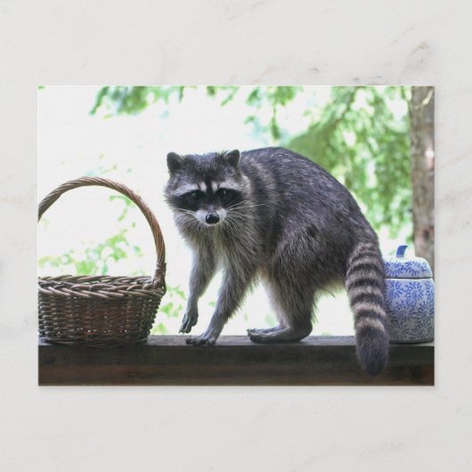 Raccoon Afbeelding Briefkaart (Voorkant)