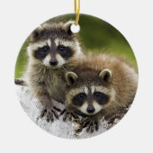 Raccoon Babies Keramisch Ornament (Voorkant)