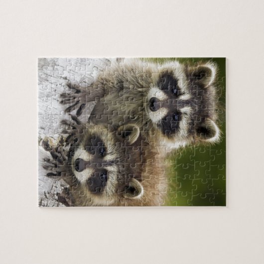 Raccoon Babies Legpuzzel (Horizontaal)