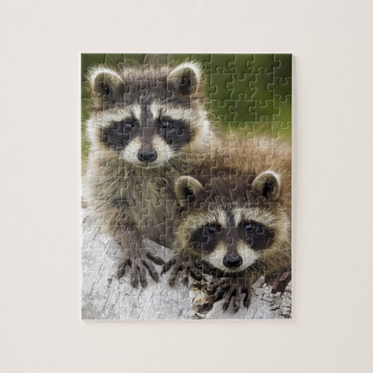 Raccoon Babies Legpuzzel (Verticaal)