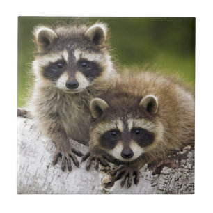 Raccoon Babies Tegeltje