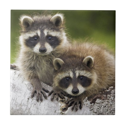 Raccoon Babies Tegeltje (Voorkant)