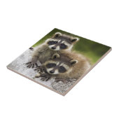 Raccoon Babies Tegeltje (Zijkant)