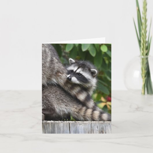 Raccoon baby's! kaart (Voorkant)