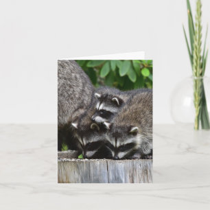 Raccoon baby's! kaart