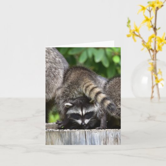 Raccoon baby's! kaart (Gele Bloem)
