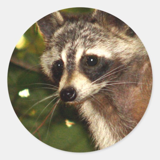 Raccoon "Bandit" Sticker (Voorkant)