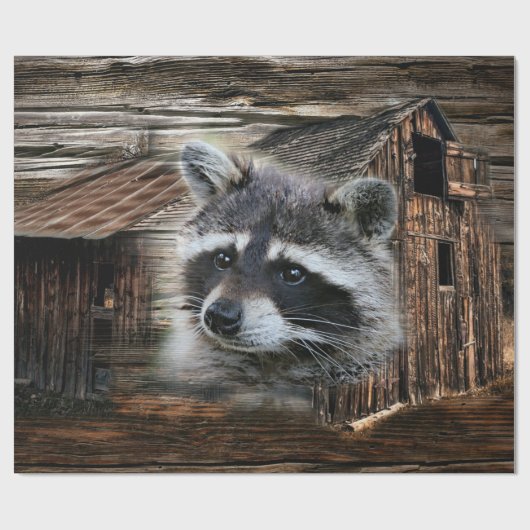 Raccoon bij de oude schuur cadeaupapier (Vlak)