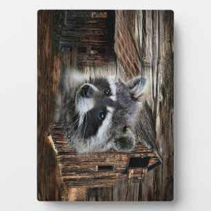 Raccoon bij de oude schuur fotoplaat
