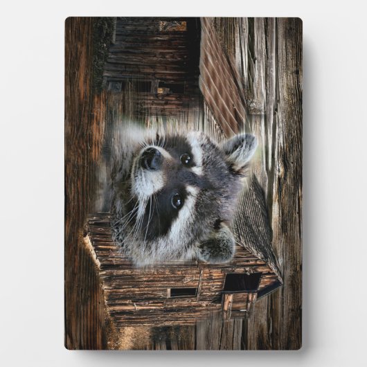 Raccoon bij de oude schuur fotoplaat (voorkant)