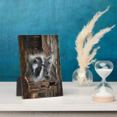 Raccoon bij de oude schuur fotoplaat (Zijkant)
