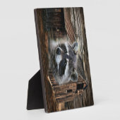 Raccoon bij de oude schuur fotoplaat (Zijkant)