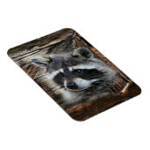 Raccoon bij de oude schuur magneet (Rechterzijde)
