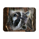 Raccoon bij de oude schuur magneet (Horizontaal)