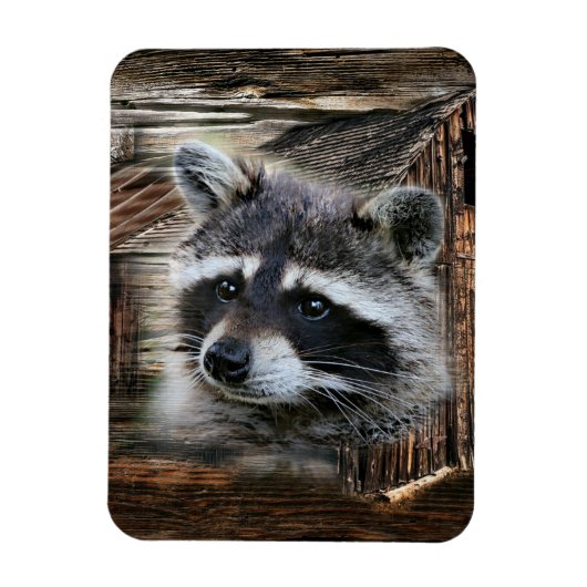 Raccoon bij de oude schuur magneet (Verticaal)