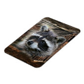 Raccoon bij de oude schuur magneet (Linkerzijde)