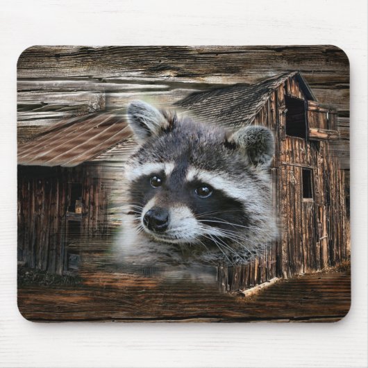Raccoon bij de oude schuur muismat (Voorkant)