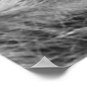 Raccoon Black en White Portret Poster (Hoek)