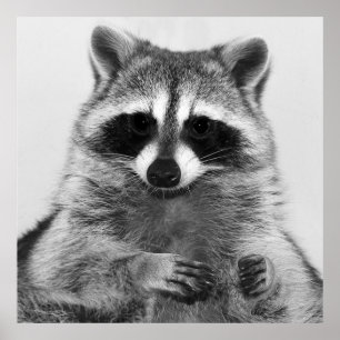 Raccoon Black en White Portret Poster