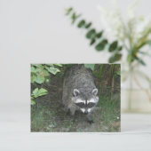 Raccoon Briefkaart (Staand voorkant)