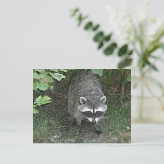 Raccoon Briefkaart (Staand voorkant)