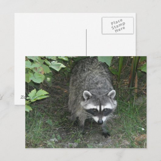 Raccoon Briefkaart (Voorkant / Achterkant)