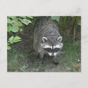 Raccoon Briefkaart