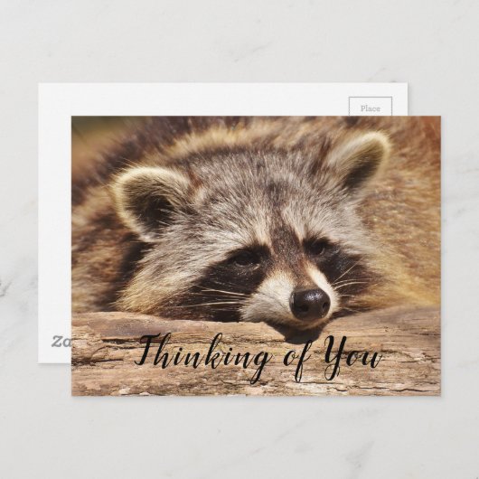 Raccoon Briefkaart (Voorkant / Achterkant)