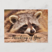 Raccoon Briefkaart (Voorkant)