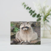 Raccoon Briefkaart (Staand voorkant)