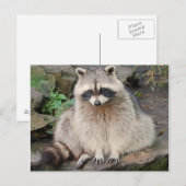 Raccoon Briefkaart (Voorkant / Achterkant)