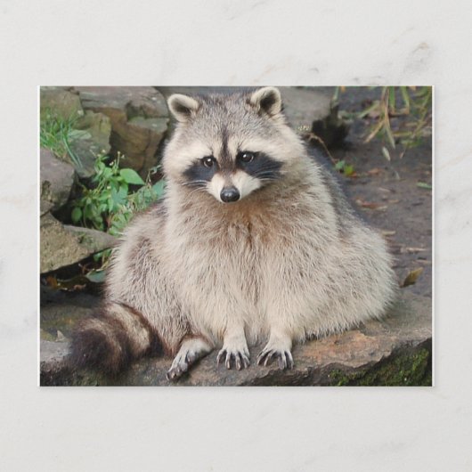 Raccoon Briefkaart (Voorkant)