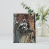 Raccoon Briefkaart (Staand voorkant)
