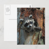 Raccoon Briefkaart (Voorkant / Achterkant)