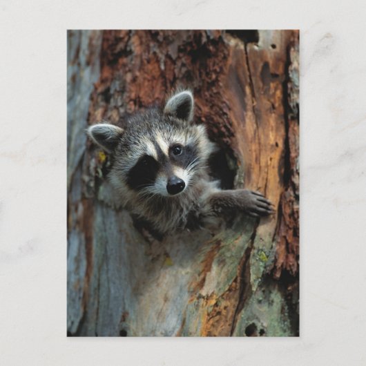 Raccoon Briefkaart (Voorkant)