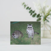 Raccoon Briefkaart (Staand voorkant)
