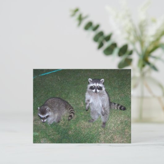 Raccoon Briefkaart (Staand voorkant)