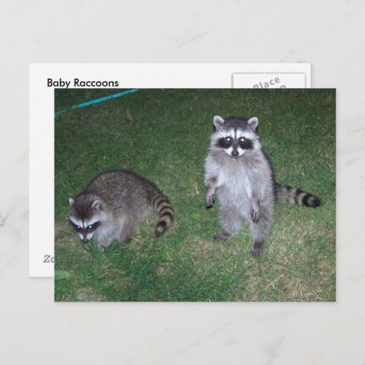 Raccoon Briefkaart (Voorkant / Achterkant)