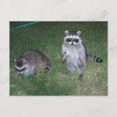 Raccoon Briefkaart (Voorkant)
