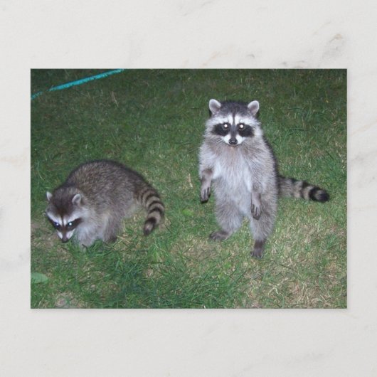 Raccoon Briefkaart (Voorkant)