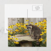 Raccoon Briefkaart (Voorkant / Achterkant)