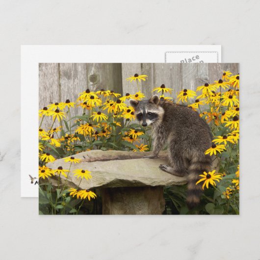 Raccoon Briefkaart (Voorkant / Achterkant)