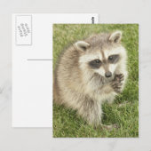 Raccoon Briefkaart (Voorkant / Achterkant)