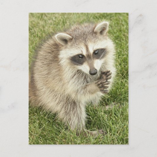 Raccoon Briefkaart (Voorkant)